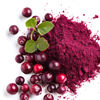 Cranberry fruit extract - Cystonette Composition