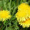 Dandelion root and flower extract - Cystonette Composition 