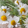 Chamomile Flower Extract - Cystonette Composition 